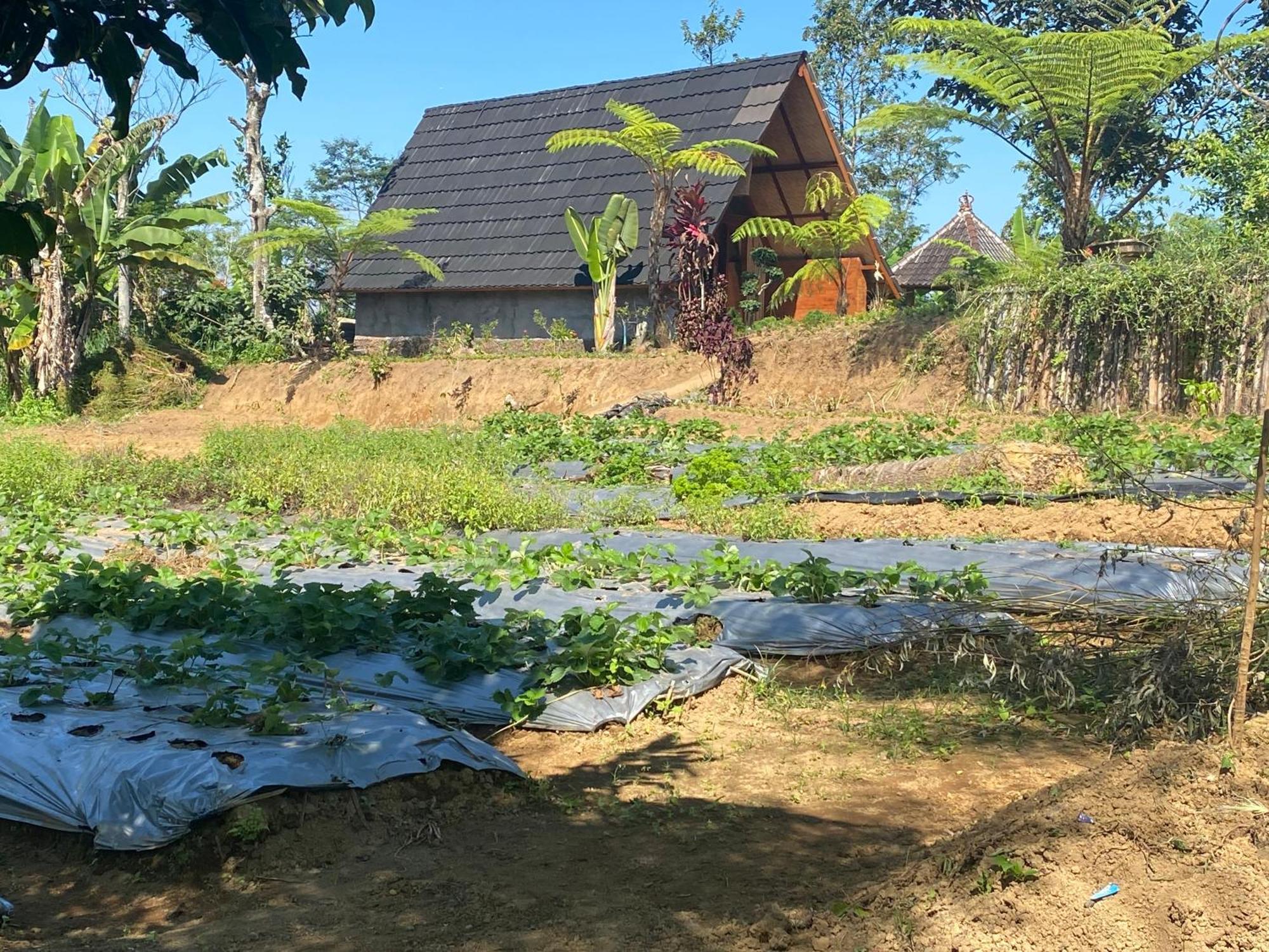 Lembah Cinta Mayungan Baturiti Exteriör bild